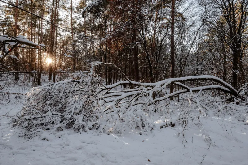 An image from the Lobetal collection