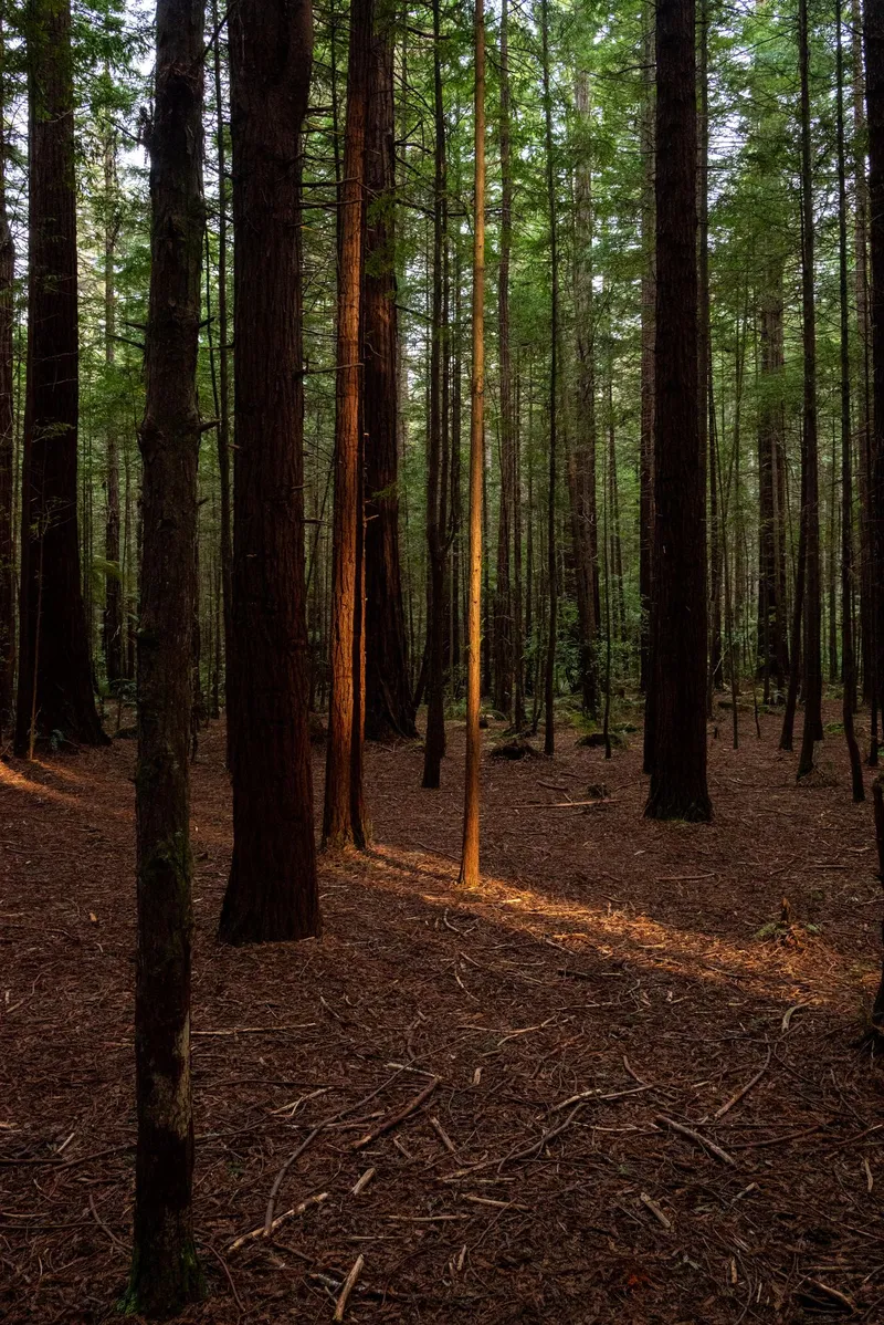 An image from the New Zealand collection