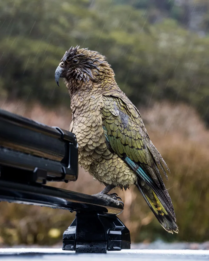 An image from the New Zealand collection